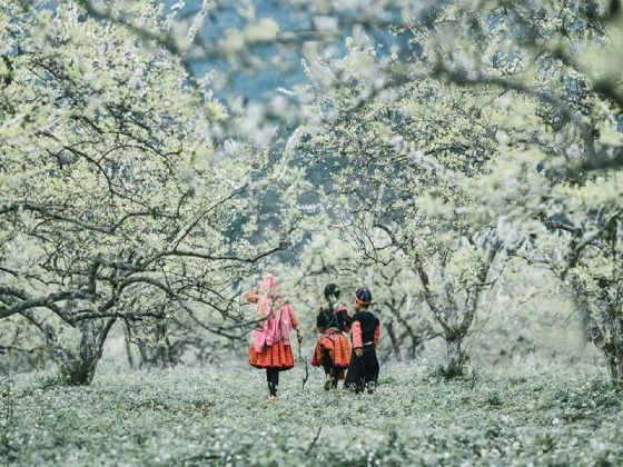 Du lịch Tây Bắc - Hà Nội - Mộc Châu - Điện Biên 5N4D